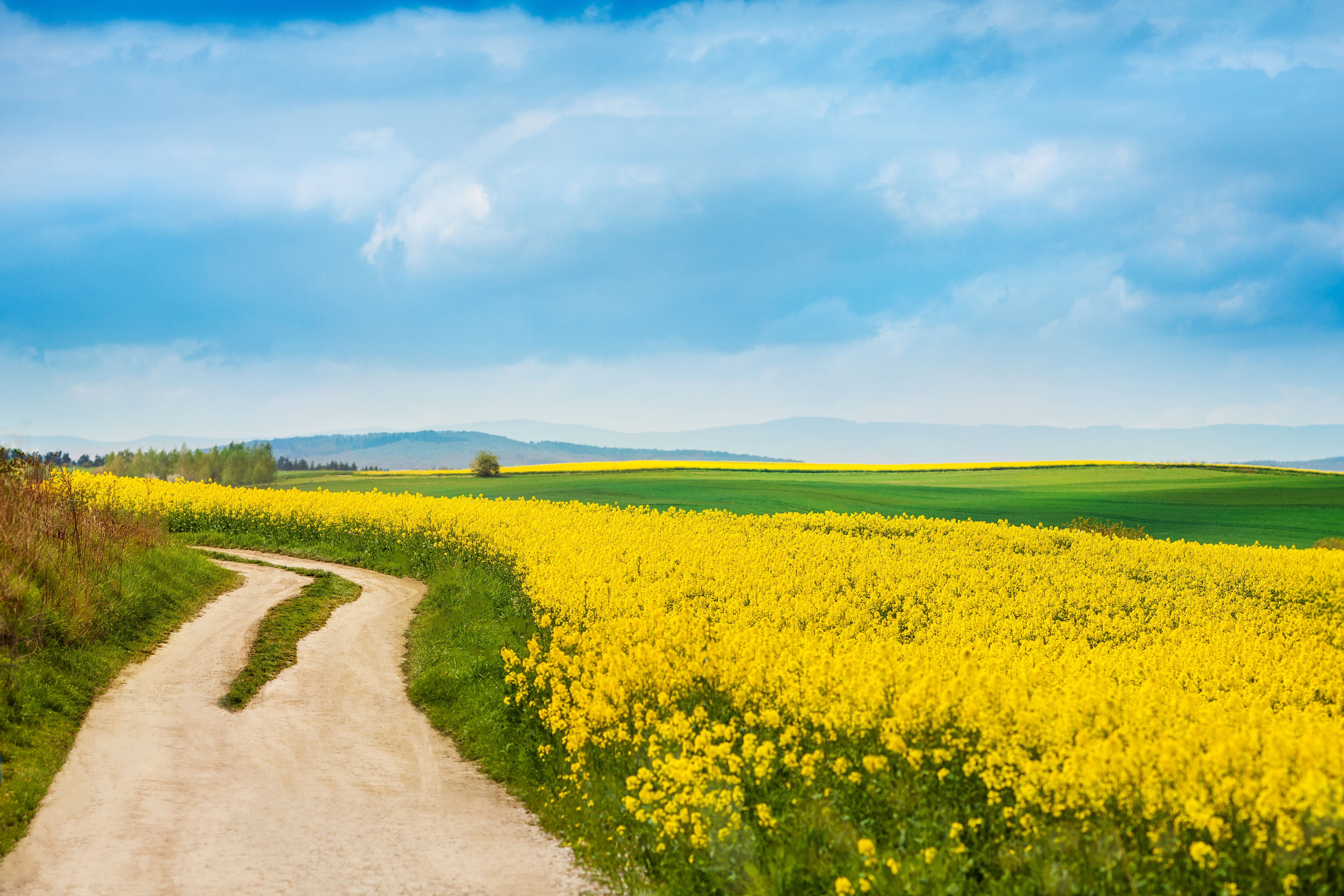 [dirt-road-blooming-rape-fields (3).jpg]