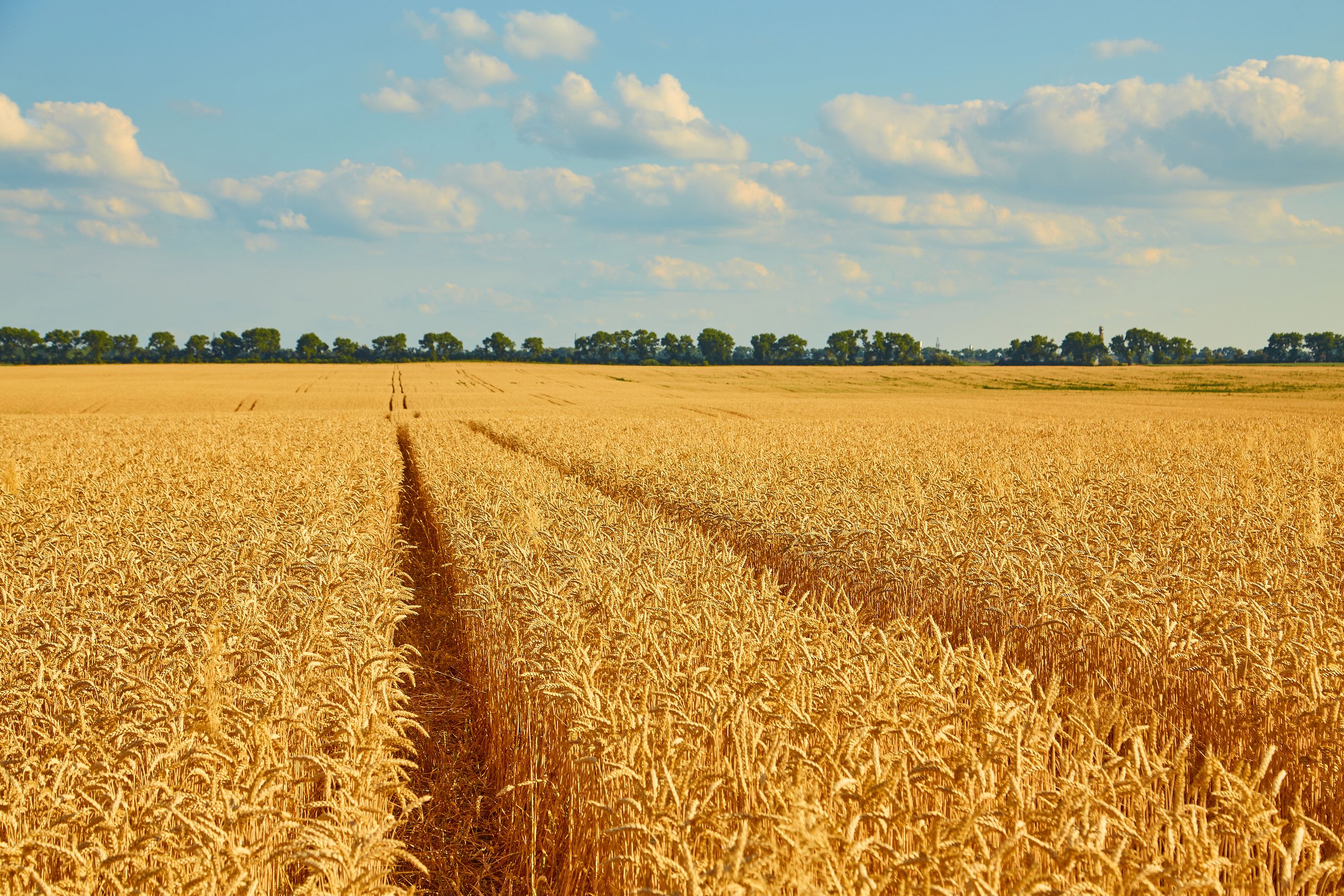 [golden-wheat-field-with-blue-sky_50.jpeg]