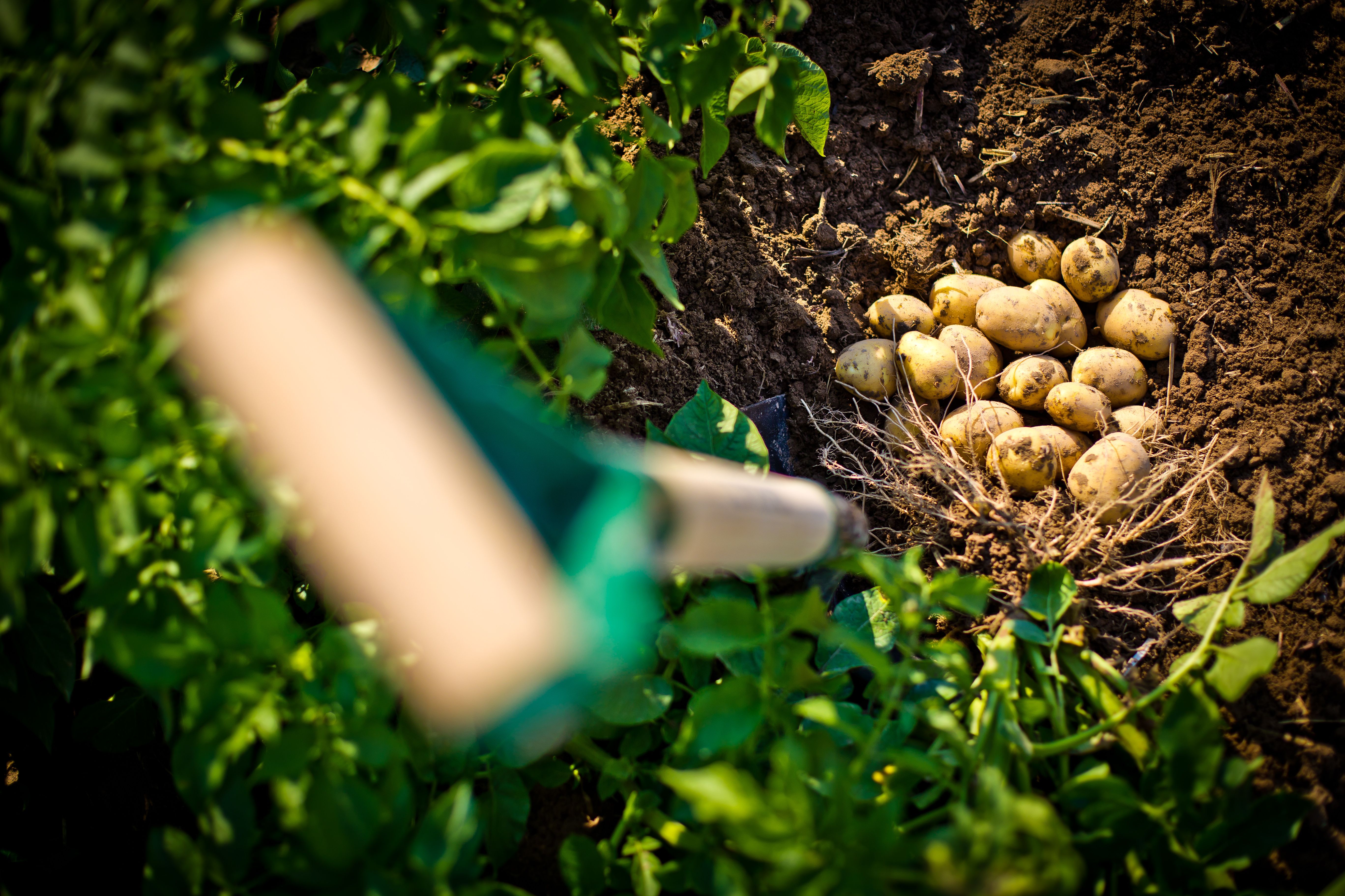 [high-angle-shot-yellow-freshly-picked-potatoes-field-idaho.jpg]