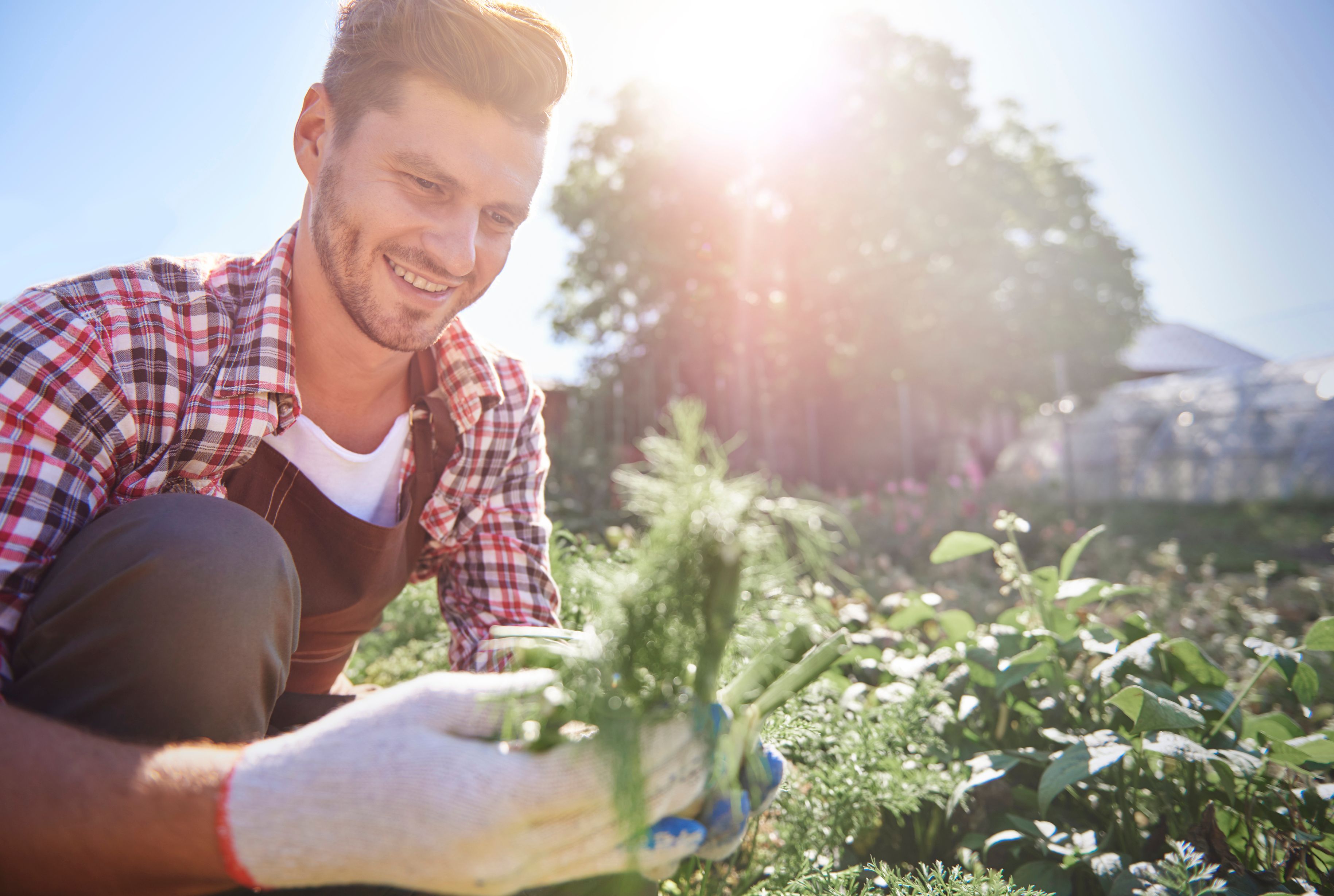 [man-picking-up-organic-carrot-right-from-field_50.jpeg]