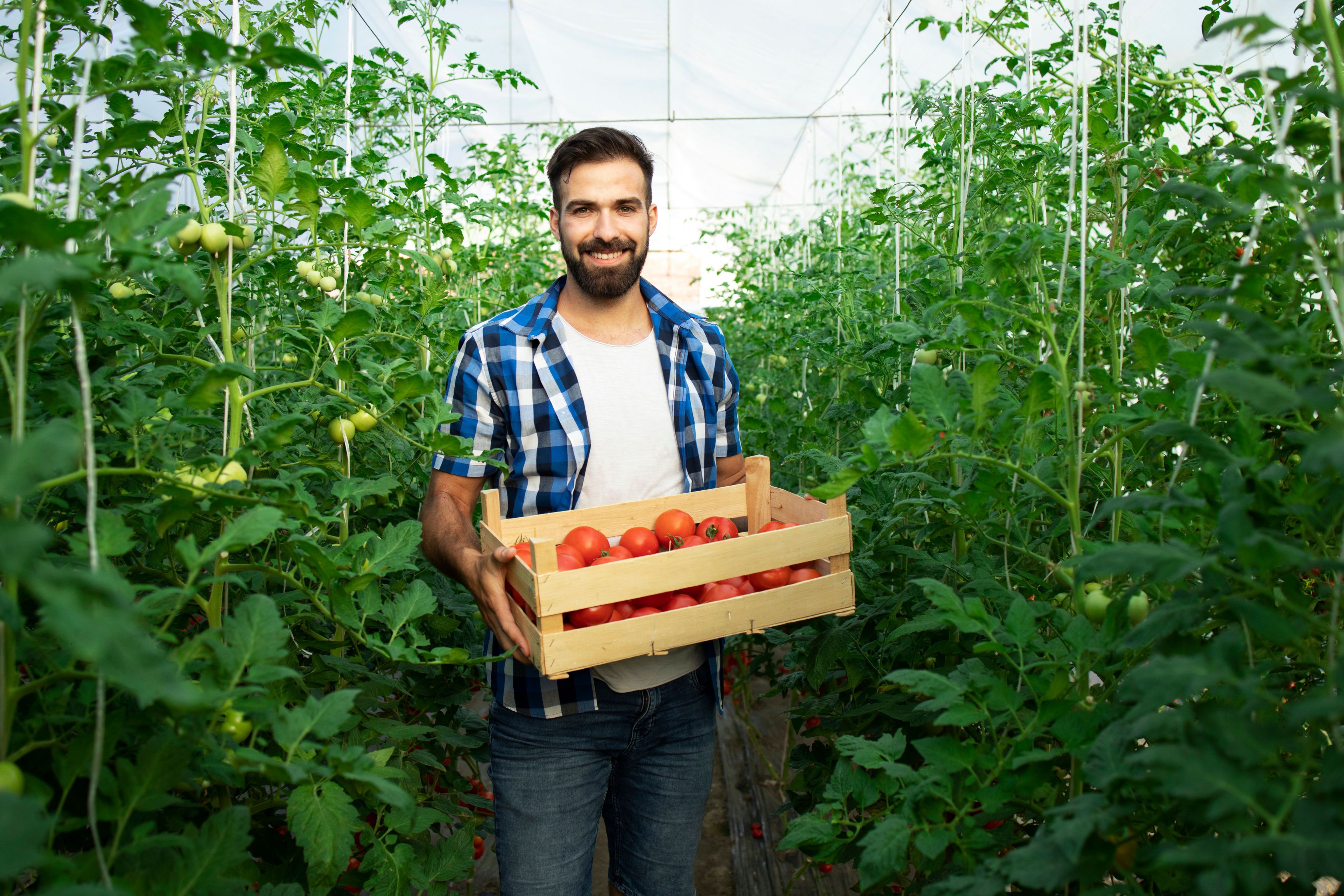 [portrait-young-smiling-farmer-with-freshly-picked-tomato-vegetable-standing-hothouse-garden_50.jpeg]