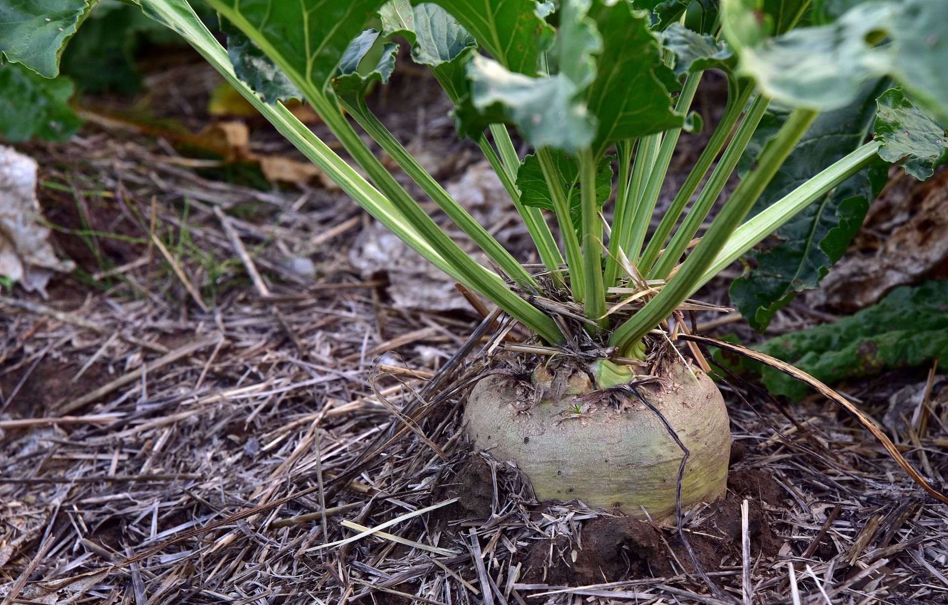 [sugar-beet-ge15a778f9_1920.jpg]