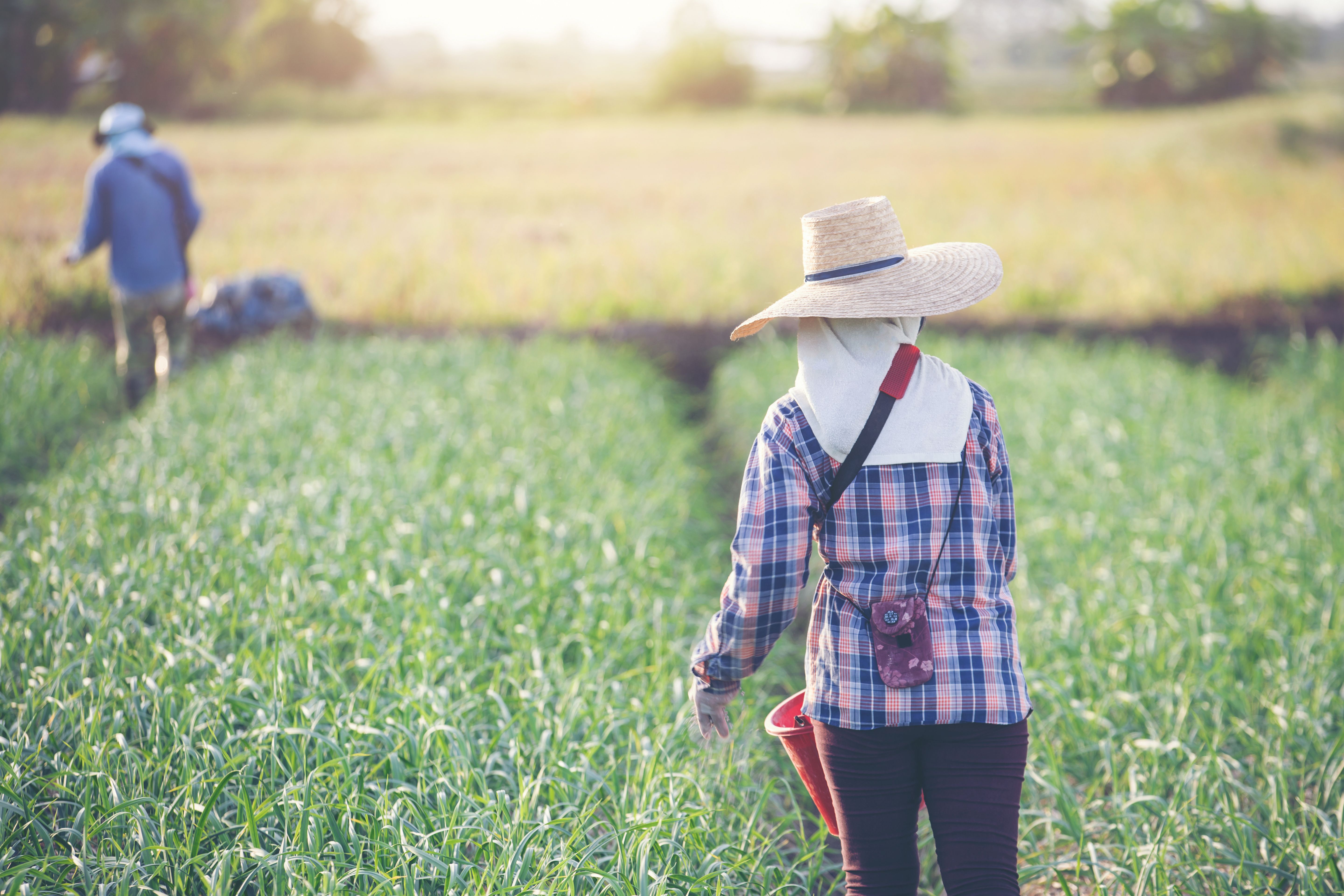 [women-gardeners-are-fertilizing-onion-garden.jpg]