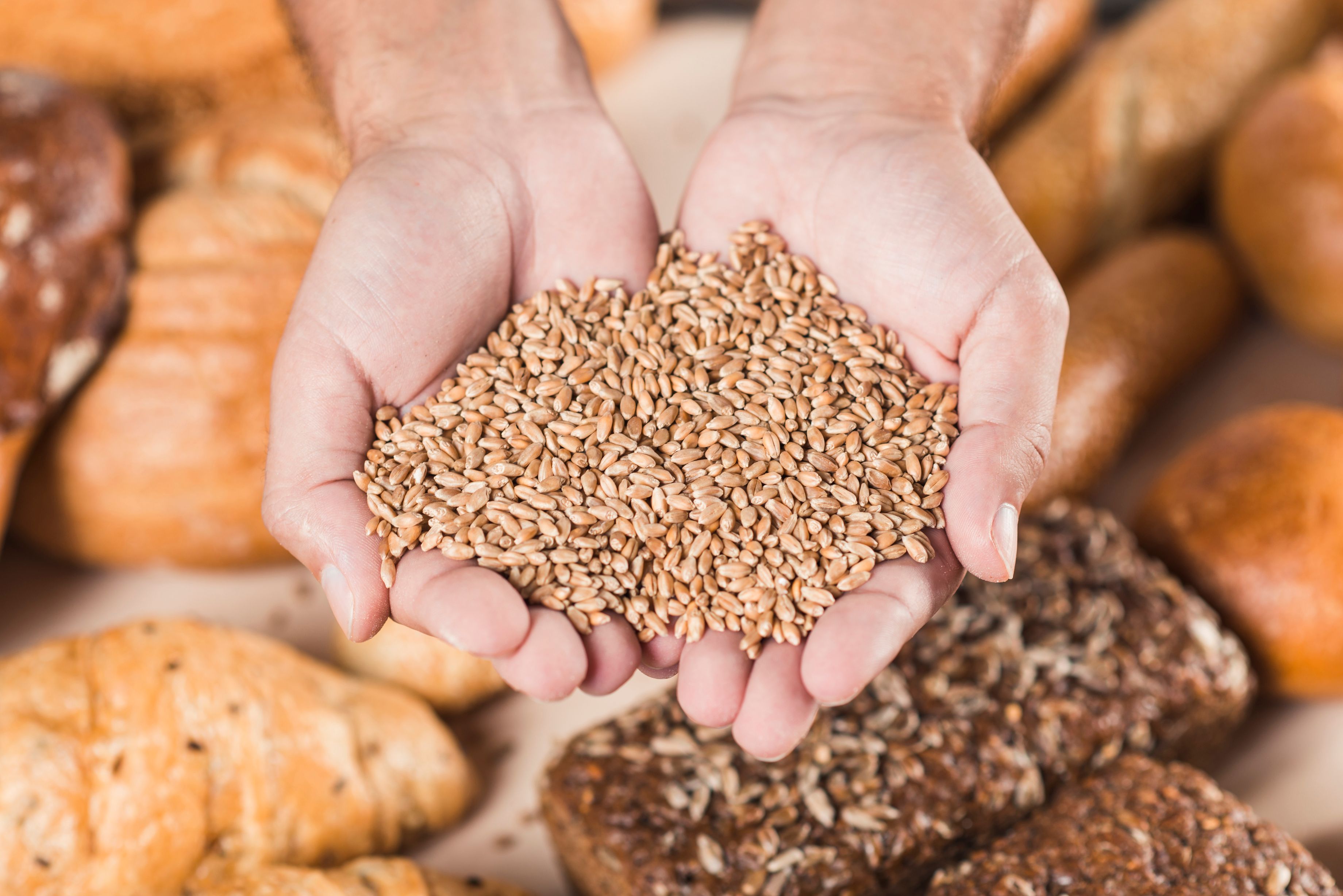 [handful-wheat-grains-baked-fresh-bread_50.jpeg]
