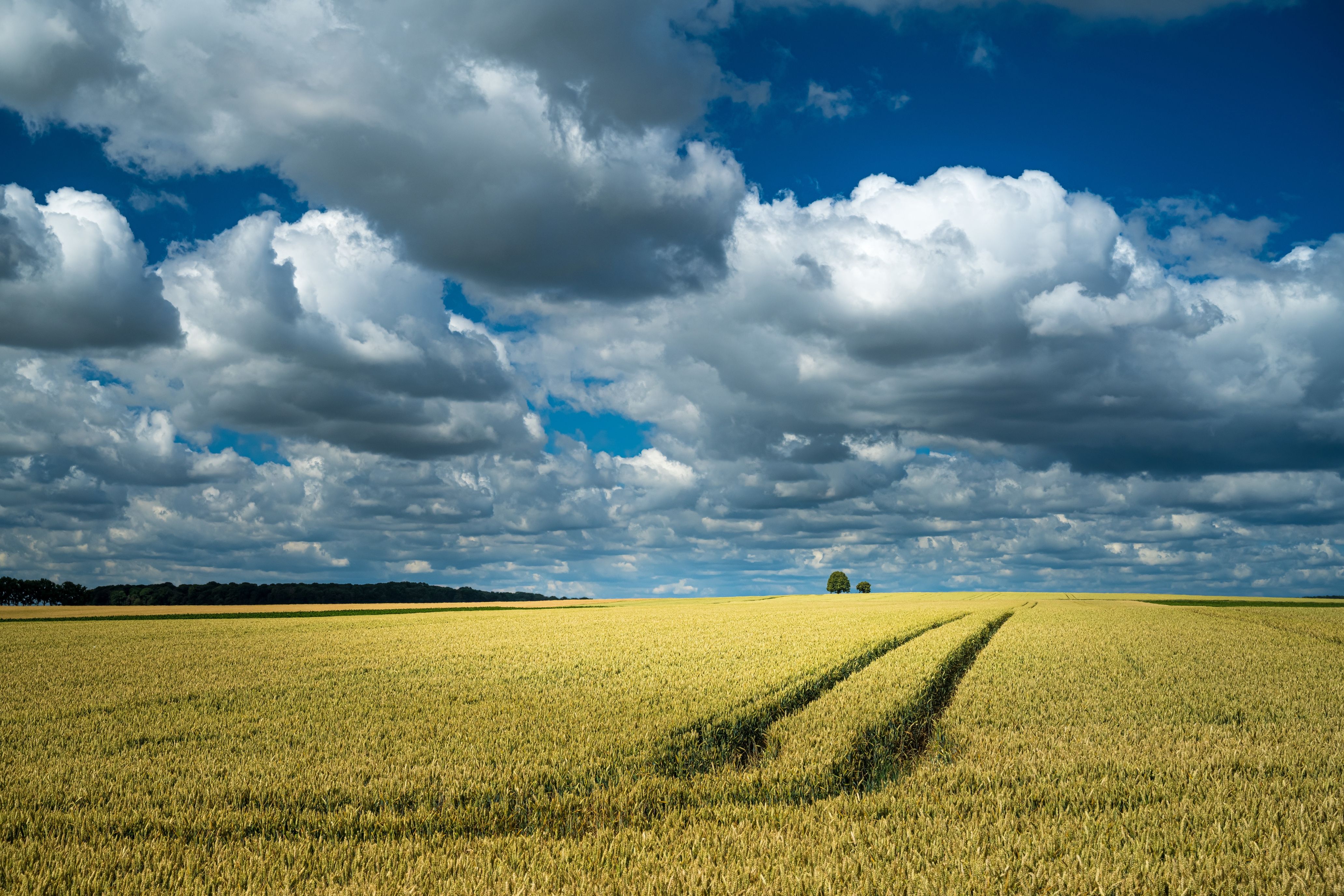 [tractor-traces-wheat-field-rural-area-cloudy-sky_50.jpeg]