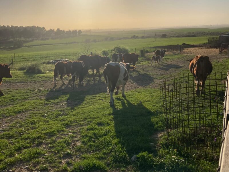 mount-sun-farm-4-800x600.jpeg