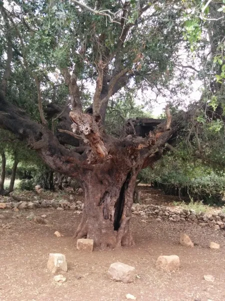 האלון הגדול - אבירים