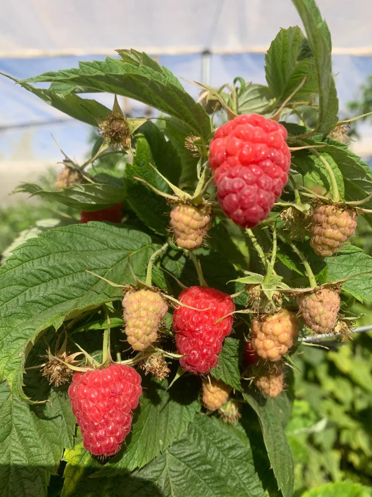 Barak's Berries