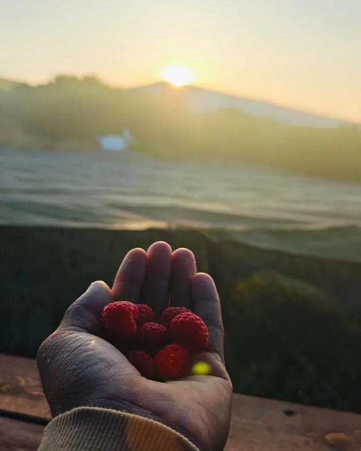 Barak's Berries