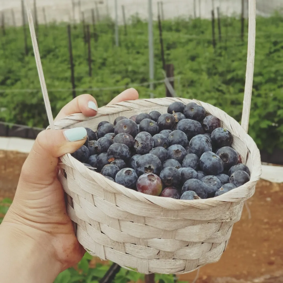 Barak's Berries