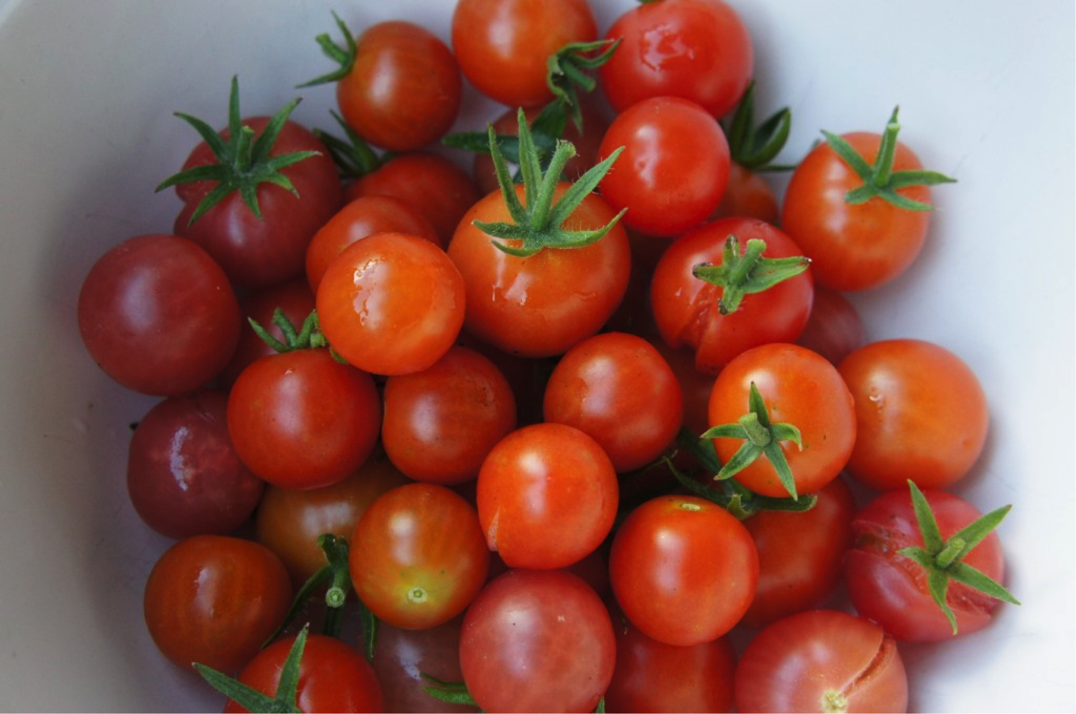 Guest Post: The Perfect Summer Vegetable