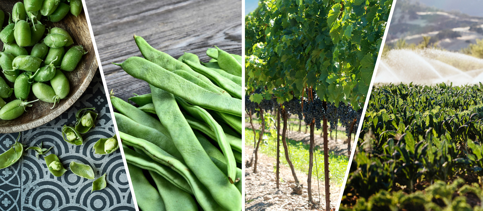AUGUST 2019: SPOTLIGHTS INGREDIENTS