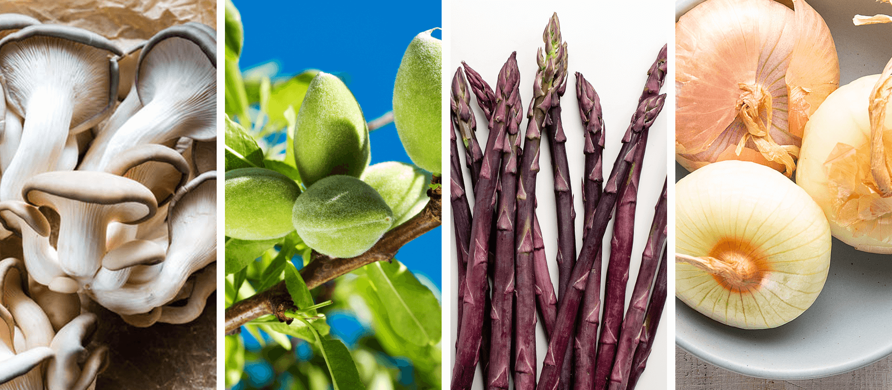 April 2020 — Spotlight Ingredients