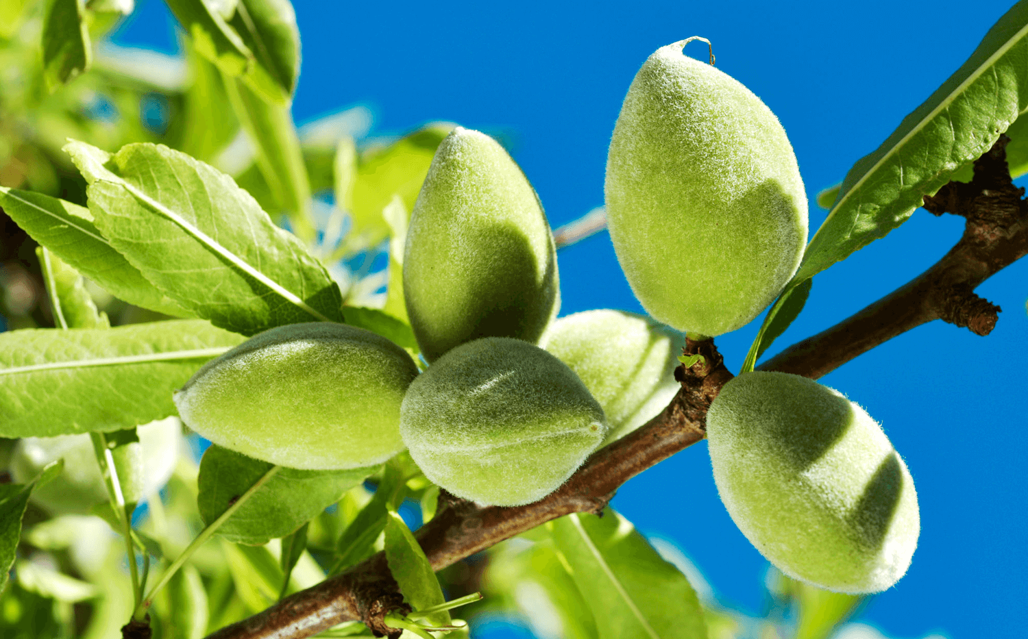 Amandes vertes
