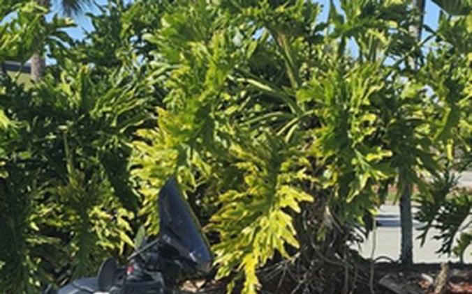 2020 Can-Am Ryker 900 ACE