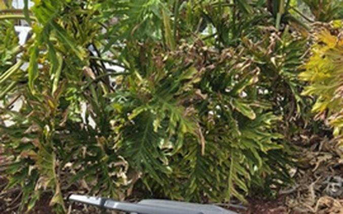 2025 Yamaha Zuma 125