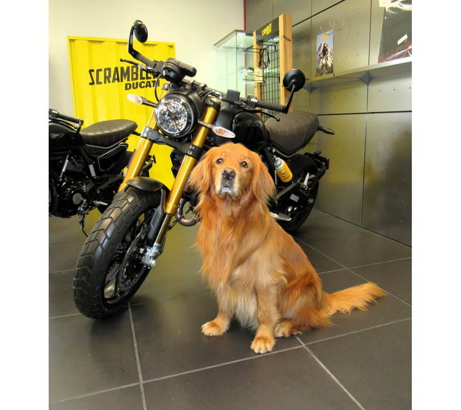 2023 Ducati Scrambler 1100 Sport PRO