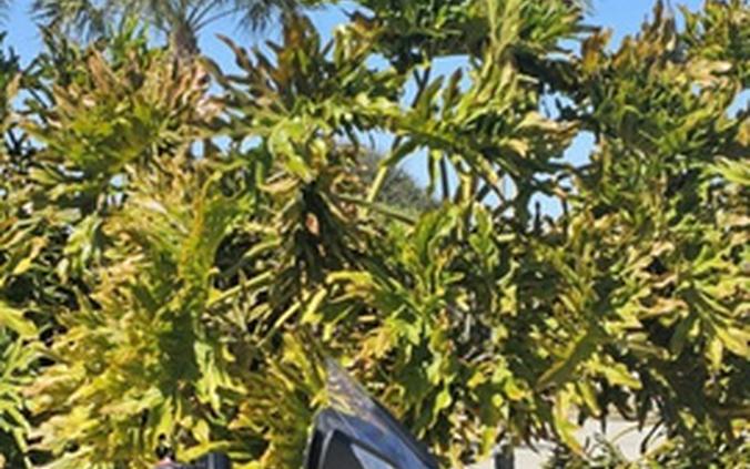 2024 Honda Gold Wing Automatic DCT