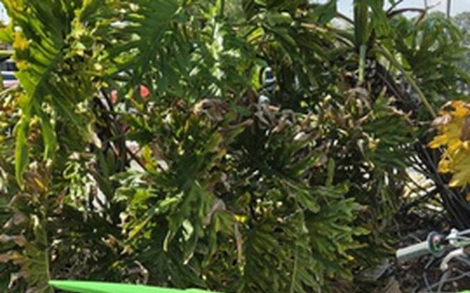 2026 Kawasaki KX85 L