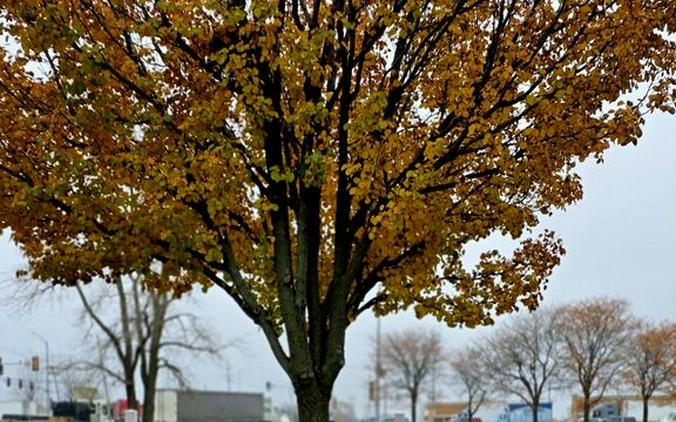 2025 Kawasaki Brute Force® 450 4x4