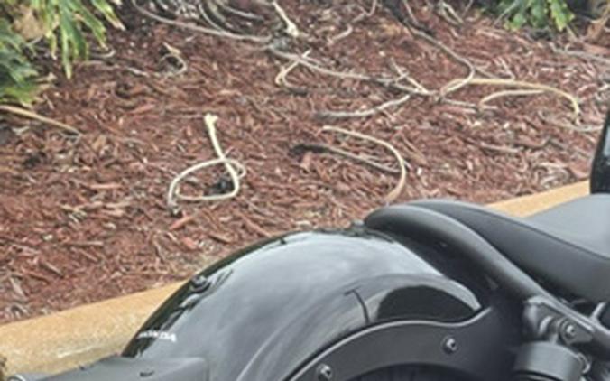 2026 Honda Rebel 500