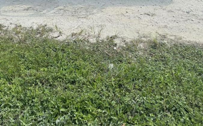 2025 Honda® Pioneer 1000-6 Deluxe Crew