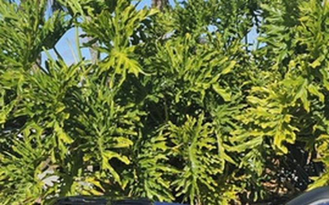 2026 Honda FourTrax Rancher 4X4 Automatic DCT IRS EPS