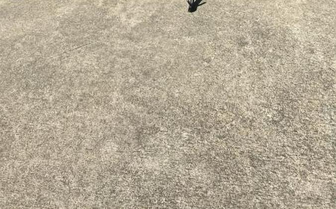 2019 Triumph STREET SCRAMBLER