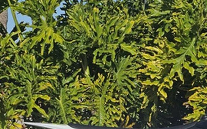 2026 Triumph TF 450-X Jet Black/Pure White 450-X