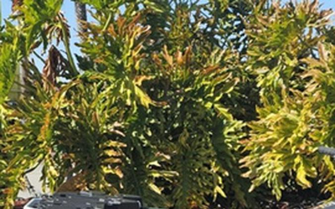 2026 Kawasaki Brute Force 750 SE EPS