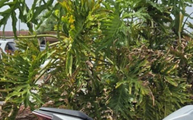 2025 Kawasaki Ninja 500