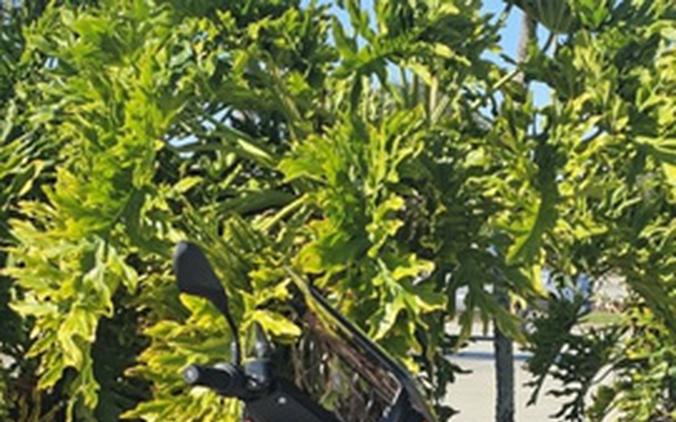 2022 BMW CE 04 Style Avantgarde