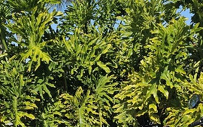 2024 Kawasaki Z650RS ABS