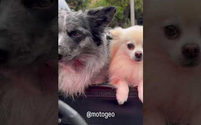 Moto-Dogs! Ride and Walk! 🐶 #dog