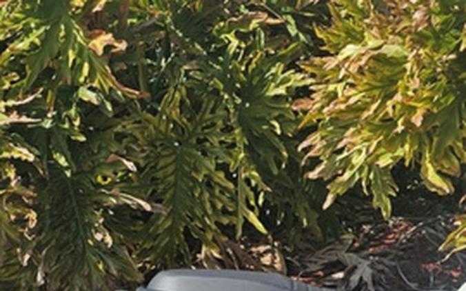 2024 Royal Enfield Hunter 350 Rebel Blue