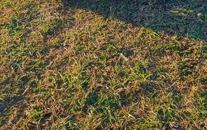 2026 Honda® TRX250X