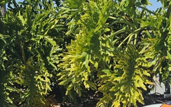 2026 Triumph Speed Twin 900 Pure White/Maui Blue/Tangerine Oran