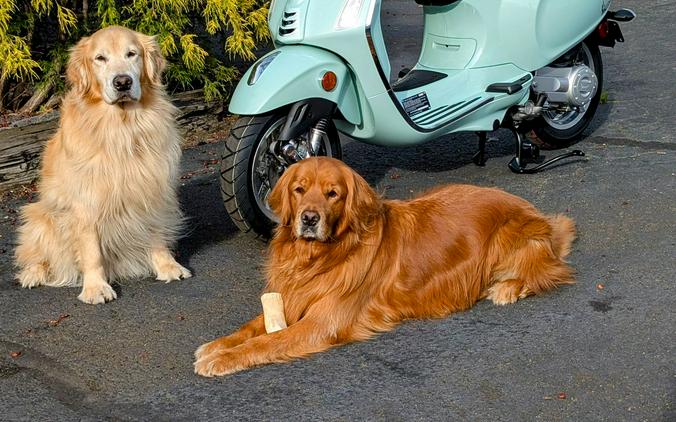 2025 Vespa Primavera 50 iGet