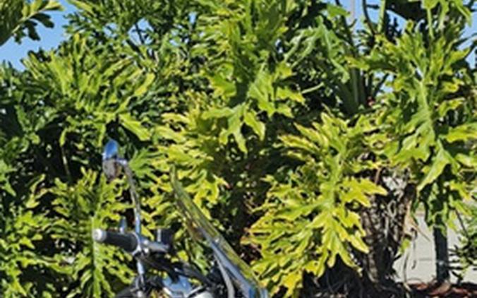 2026 Royal Enfield Super Meteor 650 Astral Black 650