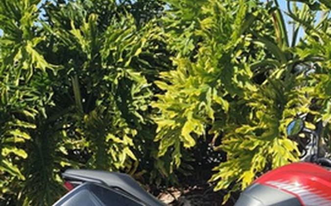 2023 Triumph Tiger Sport 660 Korosi Red / Graphite TIGERSPORT660