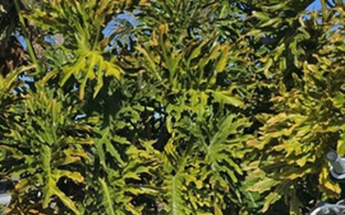 2020 Kawasaki KLX 110L