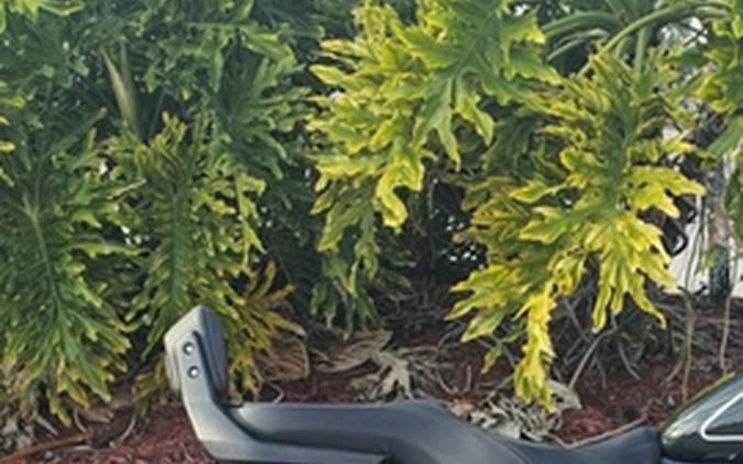 2024 Royal Enfield Super Meteor 650 Astral Green 650