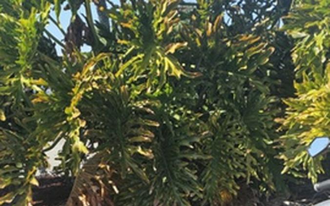 2024 Royal Enfield Super Meteor 650 Interstellar Grey 650