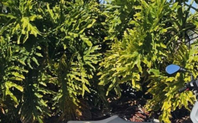 2022 BMW CE 04 Light White