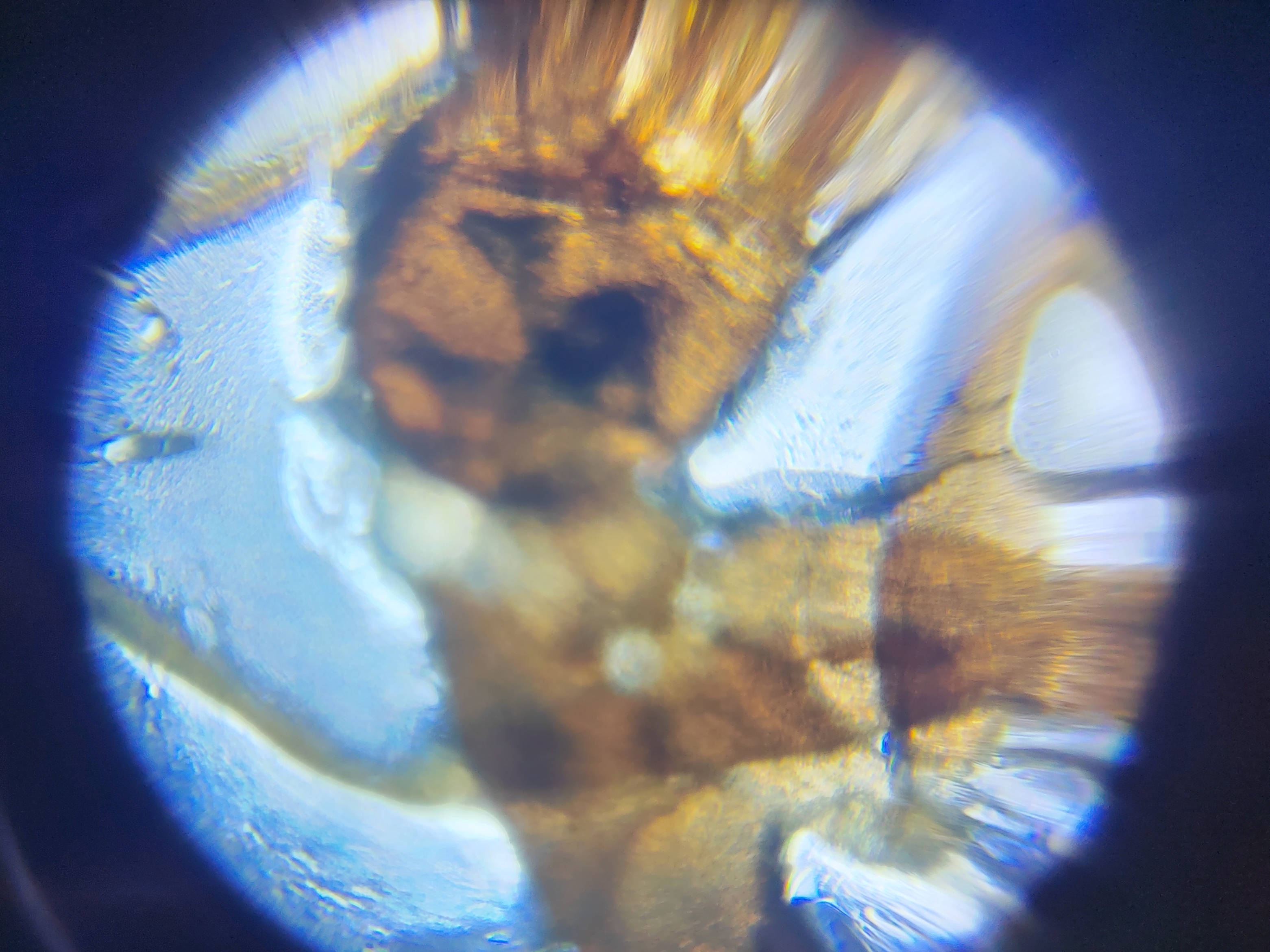 11bce2b3-55c4-4575-b814-c85bc83205f2.foldscope