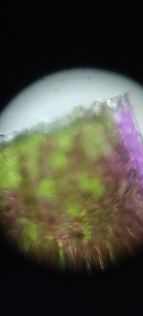 8ea795b0-133b-40f7-b8b2-a04f4becd817.foldscope