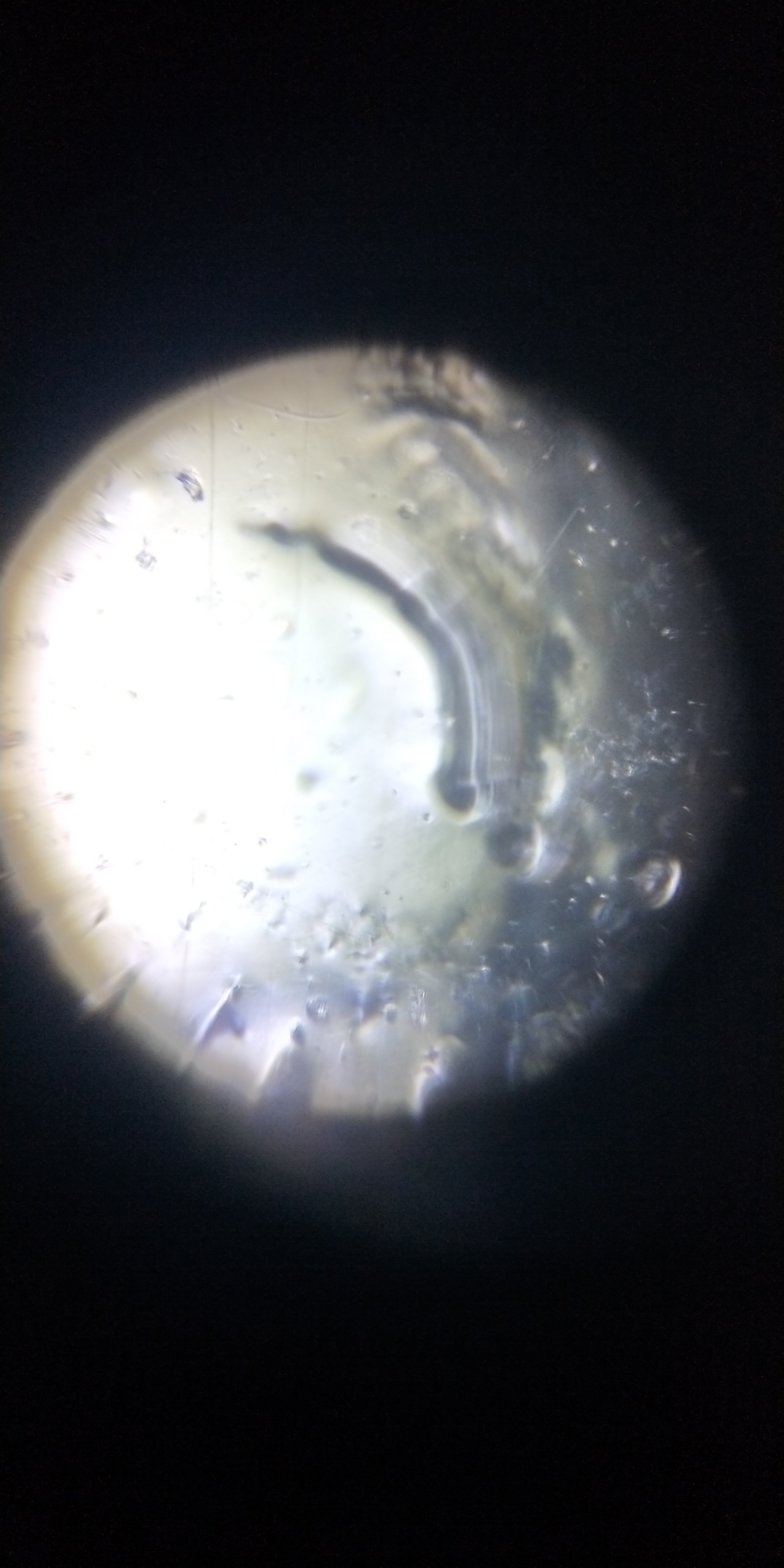 af6e446a-231b-4e2f-bbad-b02db5eaacaa.foldscope