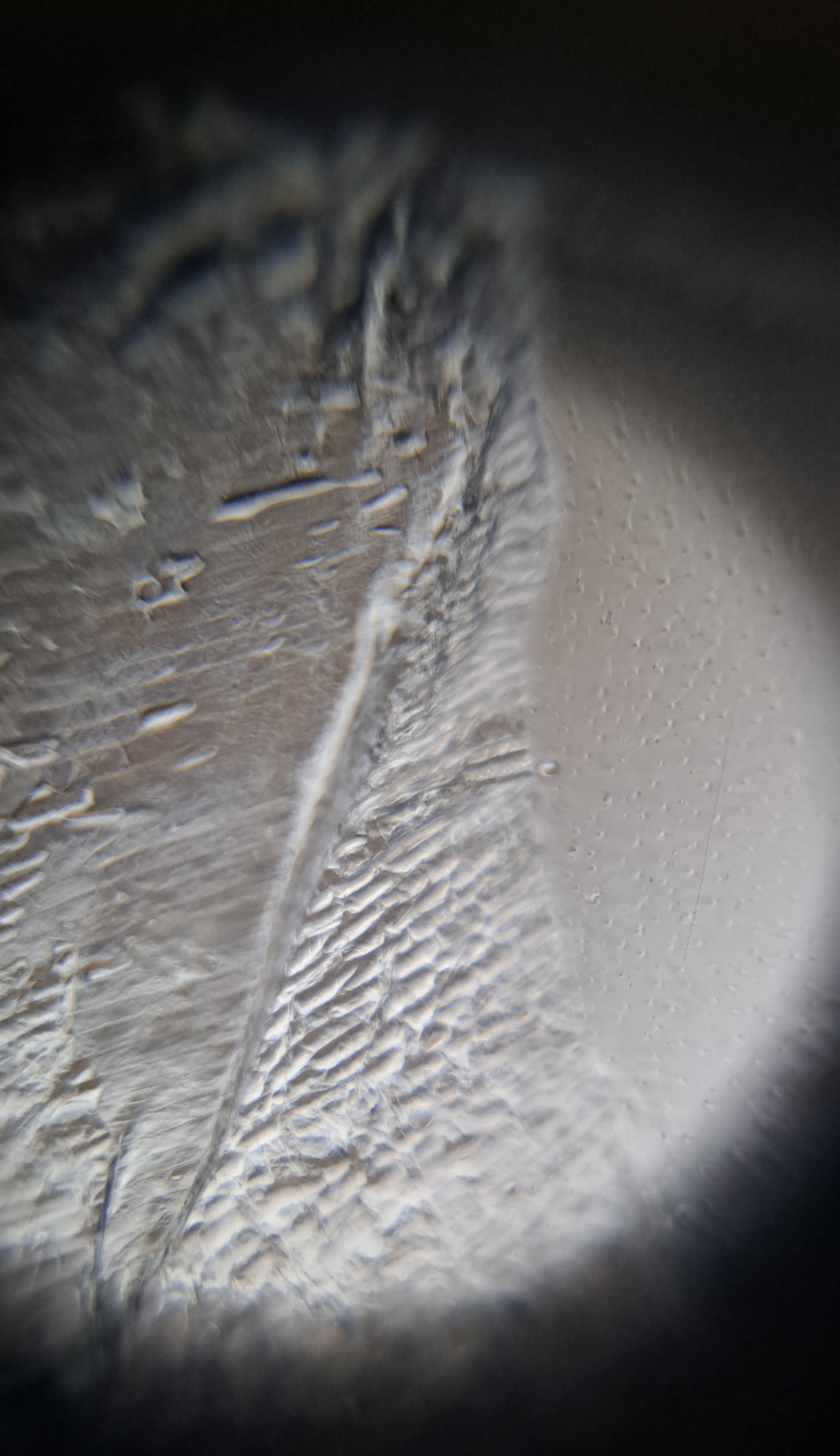 88dc8dbe-122b-4e7f-bd51-734376bb5f0a.foldscope