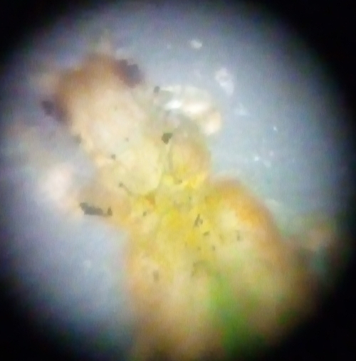 a46fab38-3501-4813-854e-ba29047ac0ad.foldscope