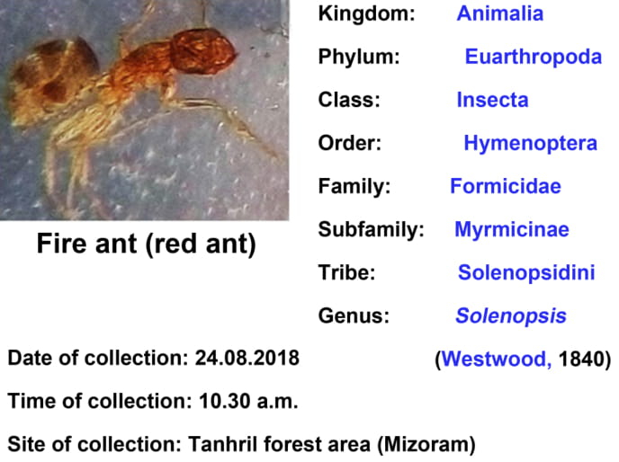 Fire-ant-Red-ant.jpg